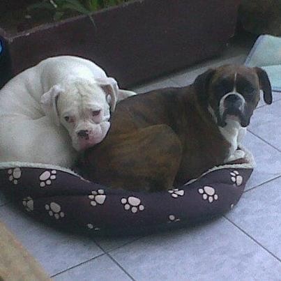 crush es el blanco y la boxer atigrada es su novia fifi